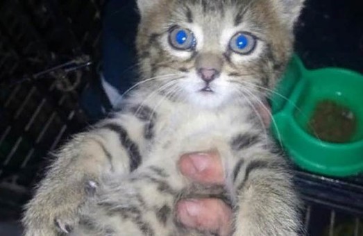 В Харькове развернули целую операцию по спасению котенка