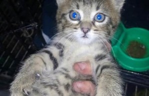 В Харькове развернули целую операцию по спасению котенка