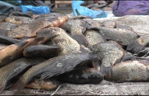 Рыбоохранный патруль разогнал продавцов, торгующих нелегальной рыбой (ВИДЕО)