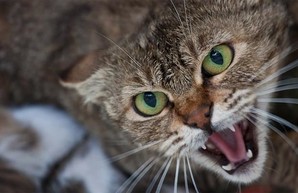 Бешеный кот напал на маленьких детей под Харьковом