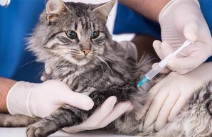 Харьковчане смогут бесплатно сделать прививку домашним питомцам