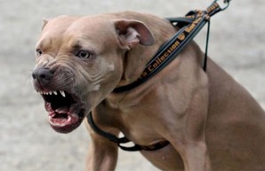Нападение питбулей под Харьковом: хозяин собак не хочет оплачивать лечение