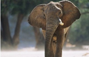 По улицам Харькова разгуливал слон и агрессивная лиса (ФОТО, ВИДЕО)