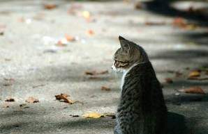 Домик для уличных харьковских кошек пришлось перенести