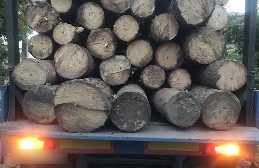 Два грузовика с нелегальной древесиной задержали в Харькове (ФОТО)