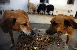 В соцсетях заметили фейки о травле собак в Харькове