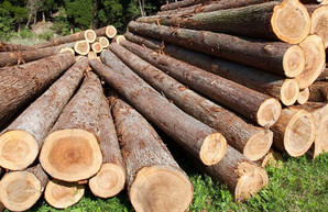 Государственную экоинспекцию опять не пустили на проверку лесничества