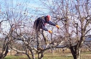 Неудачно собрал яблоки: житель Харьковщины серьезно травмировался на даче