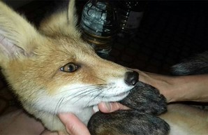 В Харькове семья ищет лиса-беглеца (ФОТО)