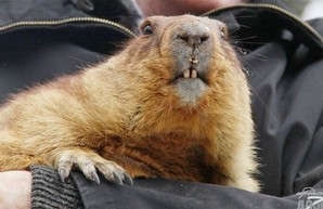 Харьковский сурок Тимка стал талисманом (ФОТО)