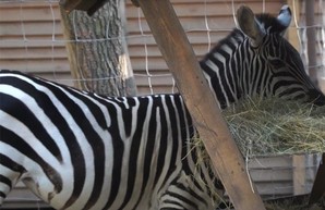 С квадрокопетром и тепловизорами в Харькове ищут сбежавшую зебру