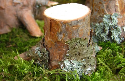 Первый пошел. Волчанский суд вынес приговор черному лесорубу