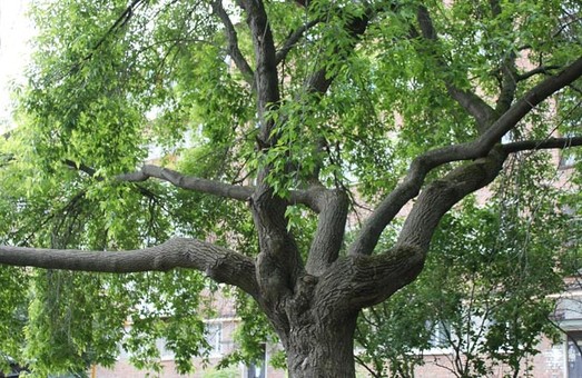 Харьковчанин травмировался, сорвавшись с дерева прямо в центре города (ФОТО)