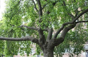 Харьковчанин травмировался, сорвавшись с дерева прямо в центре города (ФОТО)