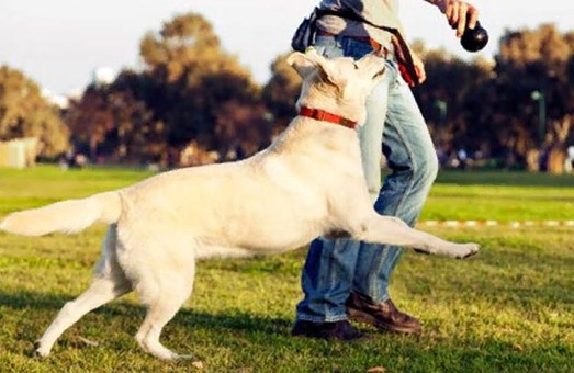 Выгуливать собак в Харькове станет еще комфортнее