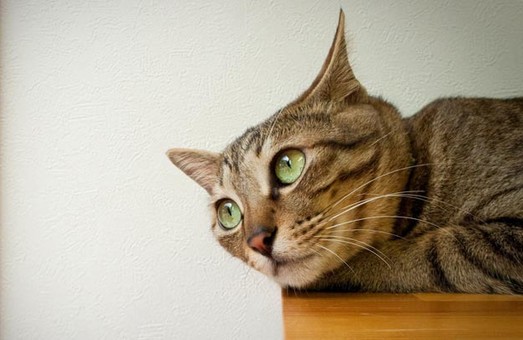 Жестокость с животными. Харьковчане прислали почти 400 жалоб