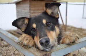 Харьковчане смогут ближе контактировать с животными