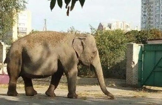 Харьковчан испугал слон возле детсада: «могла случиться трагедия» (ВИДЕО)