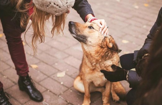 «Час доброты». В центре Харькова пройдет шествие людей и животных