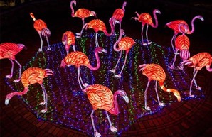 Фламинго, панды и райские птицы: в Харкове открывается фестиваль китайских фонариков