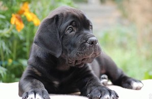 Харьковский мэр сделал необычный подарок мэру Тбилиси (ФОТО)