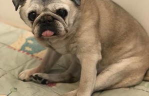 Луша Толстенькое Счастье умерла. В Харькове не стало старейшей собаки Украины