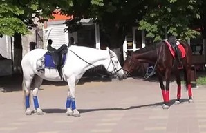 Харьковчанам мешают лошади, гуляющие по городу