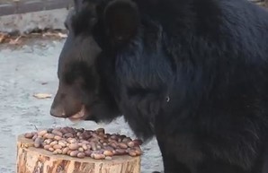 Дети собрали лакомство для питомцев харьковского зоопарка (ВИДЕО)