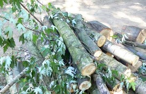 Возле харьковского аграрного вуза незаконно рубили дубы и клены