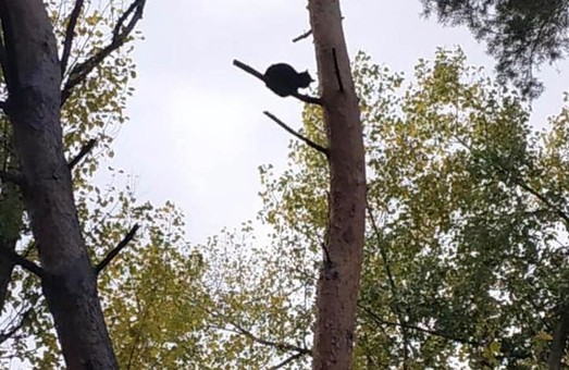 Трогательное видео, как харьковчане четыре дня спасали кота (ВИДЕО)