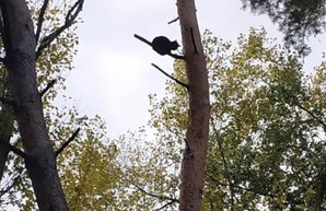 Трогательное видео, как харьковчане четыре дня спасали кота (ВИДЕО)