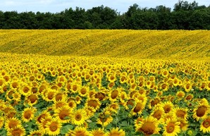 Фермер присвоил сельхозземли на Харьковщине: дело дошло до суда