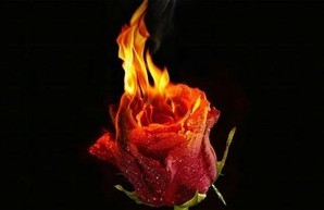 Под Харьковом сгорели сотни несорванных роз (ФОТО)