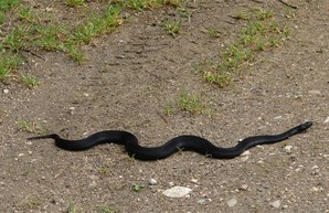 Возле харьковской школы обнаружили змею (ВИДЕО)