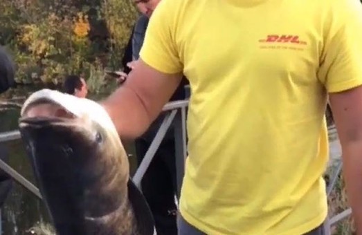Рыбу огромных размеров поймали в Харькове (ВИДЕО)