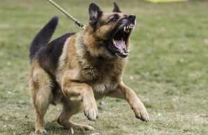 В харьковчанку вцепилась зубами овчарка на глазах у спокойного хозяина