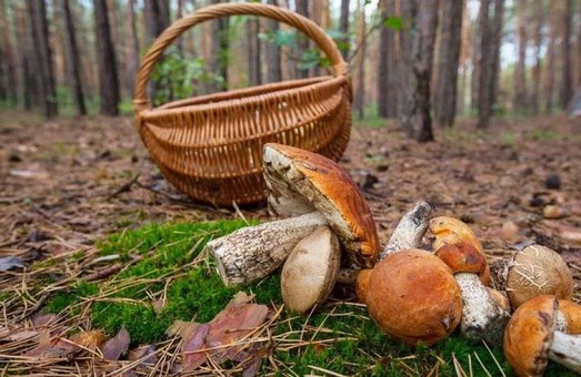 Харьковским грибникам дали важные советы
