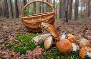 Харьковским грибникам дали важные советы