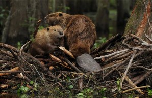 Под Харьковом ищут желающих пересчитать бобров