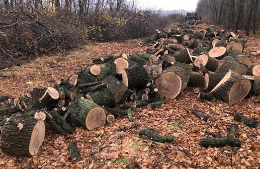 Бездумная вырубка леса на Харьковщине могла стать причиной аварии – СБУ