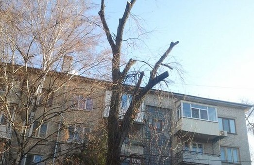 В Харькове продолжается варварское кронирование деревьев (ФОТО)