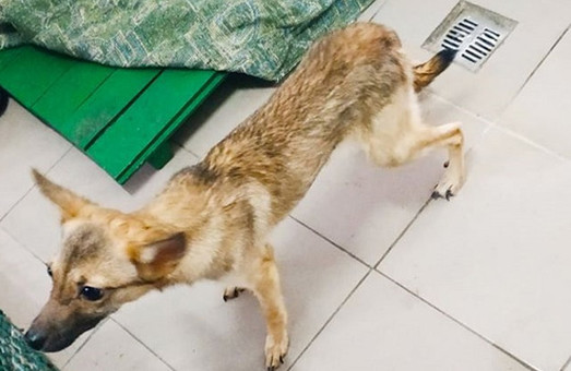 Морила голодом и не выгуливала: у харковчанки из квартиры забрали измученных  собак