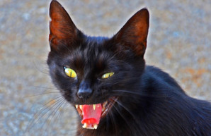 Поселок под Харьковом закрыли на карантин