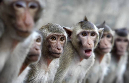 Реконструкция зоопарка: стало известно, сколько потратили на «Планету обезьян»