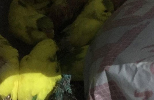 Десятки попугаев, зараженных вирусом, выбросили на окраину Харькова (ВИДЕО)