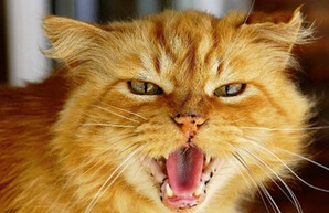 Сколько харьковчан пострадали от бешеных животных: цифры