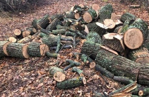 Вырубка леса: в лесничества Харьковщины нагрянут проверки с Кабмина