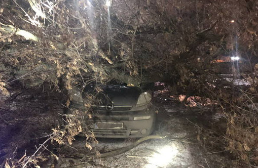 ЧП в Харькове: огромный клен рухнул на машину с пассажиркой (ФОТО)