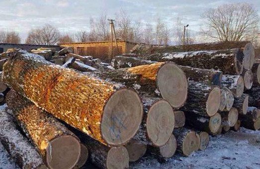 Вырубка дубов на 17 миллионов: четырем лесничим Харьковщины объявили о подозрении