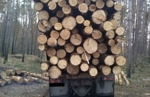 Сохранение леса от незаконной вырубки: в Харьковской экоинспекции рассказали о приоритетах работы